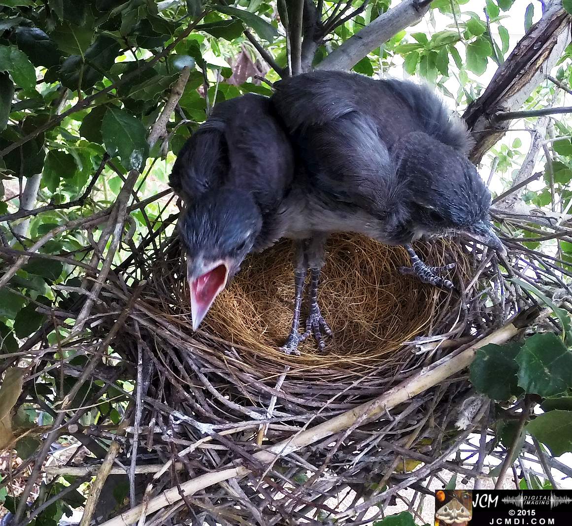 Scrub Jay Documentary 10sec Hero3